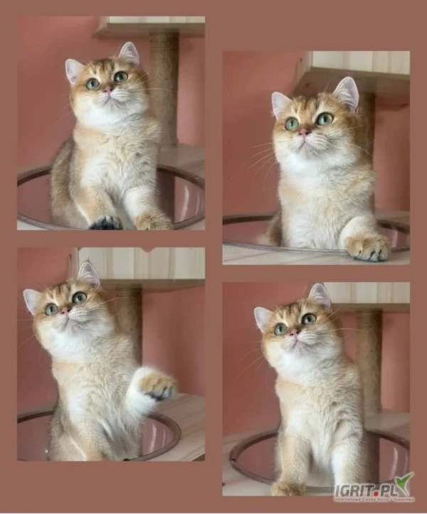 /images/posts/2025/05/2015490/eIPwHsuJA0elD0AoCWBAagOlbzJedgDwrbUzlhX8.jpeg