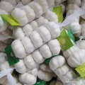 Product Name: High Quality Fresh Garlic Wholesale, New Harvest 
