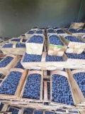 Sprzedam 1300 kg duke , dopiero rwana tel 886803721