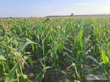 Sprzedam 2.2 hektara kukurydza na kiszonkę zapraszam do zakupu 667 978 455 