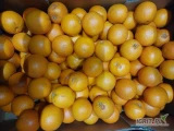 Sprzedam pomarańcza na sok, około 10 ton