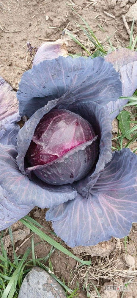 /images/posts/2025/05/2016126/csIHqBZfIUzDJGHjlMkqXiYGEY96OQoCnRK6yxsg.jpeg