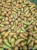 Sprzedam 20 ton Konferencji w rozmiarze 50-60. Kraj pochodzenia Belgia. Gotowa do odbioru. 