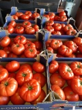 SPRZEDAM DUŻE ILOŚCI POMIDORÓW -CZERWONY 22 ZŁ -MALINOWY 30 ZŁ ZA OPAK 6 KG

