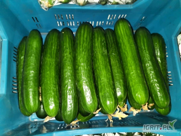 /images/posts/2025/05/2016414/h4lQnaxODxoZ4ehXJISLw2YCyZI6GTHzeDUsbLzN.jpeg
