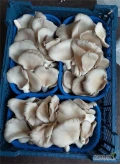 Posiadamy na sprzedaż: boczniak ostrygowaty. Pakowany w skrzynki 1,5 kg lub w tacki 250g. Możliwość transportu, zafoliowania tacki i...