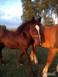 Sprzedam ośmioletnią ząźrebioną klacz maści karej, o wadze ok. 1000kg,Oraz mam na sprzedaż trzyletnią klaczkę maści karej i...