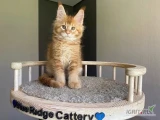 Poznajcie nasze wyjątkowe kocięta rasy Maine Coon – prawdziwe „łagodne olbrzymy”! Te puszyste maluchy mają nie tylko imponujący...