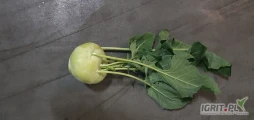 Kupię kalarepę  od 80mm ilości paletowe 
