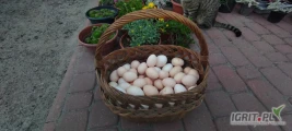 dzień dobry . mam do sprzedania jaja wiejskie od młodych kur z wolnego wybiegu podana cena dotyczy jednej sztuki . więcej informacji...