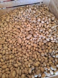Sprzedam ziemniaki paszowe catania. Cena 0,2 zł/kg