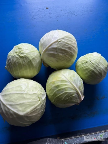 /images/posts/2025/02/1980723/iLpVWdcIgqTAPYe7nRb4DTT15pxDZKZnTm2LjK5F.jpeg