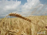 BHZ Agromat kupi zboża ekologiczne oraz w konwersji  (żyto, pszenżyto, pszenica, owies, orkisz, płaskurka, samopsza itd) oraz...