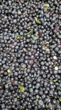 Sprzedam jagoda lesna polfabrikat worek 25 kg ilości 40 t