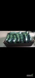 Sprzedam Jarmuż tacki 2.5 kg karton duże ilości  więcej informacji pod tel 512 256 815 