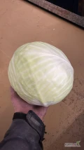 Sprzedam kapustę białą/czerwoną ze starych zbiorów! jakość dobra
