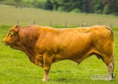 Bulls and cattle play a significant role in human society, contributing to food production, agriculture, and cultural practices. Their...