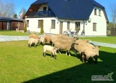 Sprzedam owce oraz jagnięta z tegorocznego wykotu