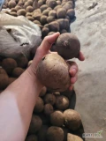Sprzedam burak czerwony kaliber 5-10 ilość 50 ton przygotowany w big bag cena 1.50 zl netto 