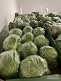Oferuję w ciagłej sprzedaży sałatę lodową. Możliwość przygotowania ilości paletowych i całosamochodowych.  Produkt najwyzszej...