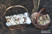 SKUP GRZYBÓW:
