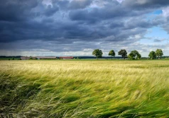Ruszył nabór wniosków na zalesienia i zadrzewienia
