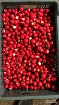 Sprzedam rzodkiewkę na kilogramy, piękna zdrowa główka pakowana wg życzenia klienta więcej informacji pod telefonem. 