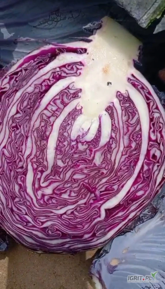 /images/posts/2025/06/2017478/7ZSkT3v1VxEs2LdGIsCfJtkDYfKUpHdQUmYxarpS.jpeg