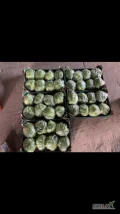 Sprzedam sałatę lodowa, ładna ciezka duża główka +450 g  ilości paletowe. Pakowana w karton 10 szt więcej informacji pod...