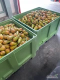Sprzedam na sok gruszke 1800 kg