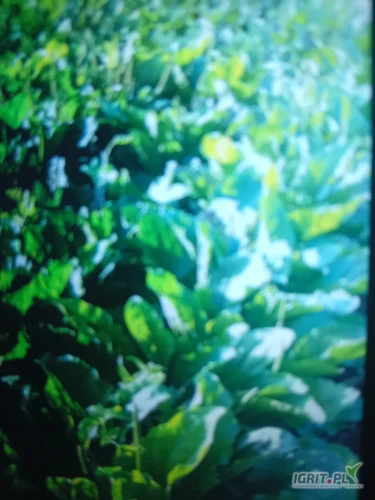/images/posts/2025/01/1966809/y70TwaCEyVr17JkvavMc1deyzWW4h7UpkNWbBEws.jpeg