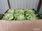 Sprzedam sałatę maslową 250+ z tuneli foliowych odmiana marketowa. Ilości paletowe.Dostępna do końca listopada.
