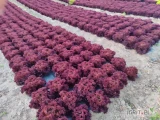 Sprzedam lollo bionda, lollo rossa, odbiór 
