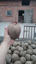 Witam sprzedam buraczka czerwonego Monte na przemysł od 5do 10/13 po koszu przyjciowym po przebraniu ilości tir bigbag