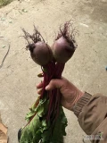 Sprzedam botwinę 4-5cm kulka, piękny liść, 