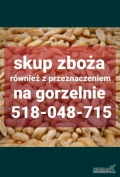 Skup zboża zanieczyszczone wilgotne niepełnowartościowe z zapachem. Odbiór z gospodarstwa. Płatne w dniu załadunku