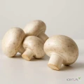 Oferta Produktowa – Pieczarki
