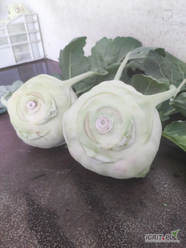 /images/posts/2025/06/2018300/Jpzqmaxh0VQo6NtMpc5Bhxuv8wojy2xpOwvnKupl.jpeg