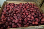 Sprzedam jabłka po Harvista oraz SmartFresh Golden Delicious i King Roat w ilości 160ton. Najchętniej sprzedam za wagę w skrzyni...