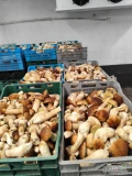 Sprzedam grzyby leśne podgrzybek kl 1,2.borowik klasa 1,2,3,kozak czerwony.Zamówienia o ilośc oraz zapytanie o cenę proszę składać...