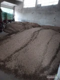 Prodej mák modrý, CZ, sklizeň 2024 ,čištěny  big bag.od 9zlt/kg.
