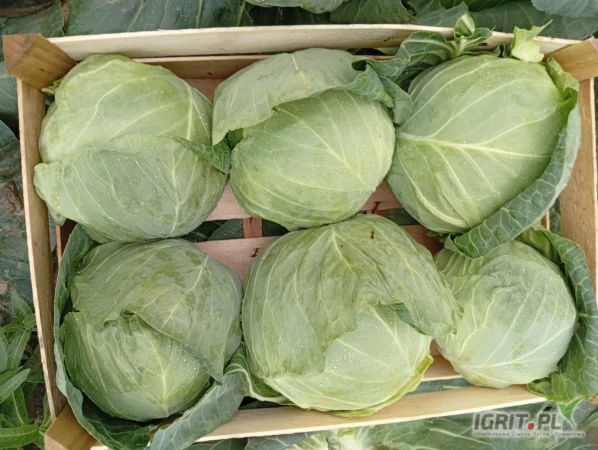 /images/posts/2025/06/2018431/D5WUbB3bUZp7fnBfEcmD6chlLOsp5FFhJFYGK5VN.jpeg
