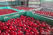 Dzień dobry, nawiążę  stałą współpracę z producentami wiśni z przeznaczeniem na przemysł w sezonie 2025.
