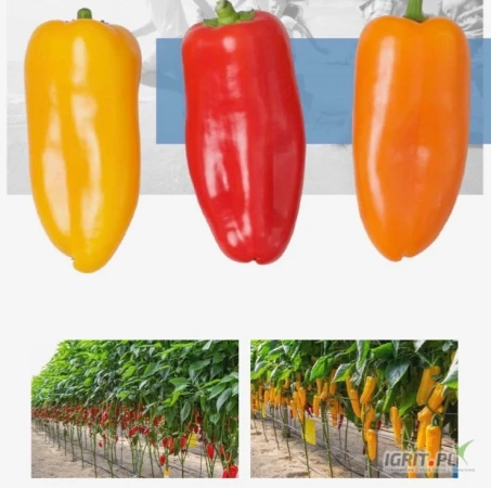 /images/posts/2025/06/2018745/bAClJV6B5kRWNg74dQonQfti3mSZyvrHsMNVC7HH.jpeg