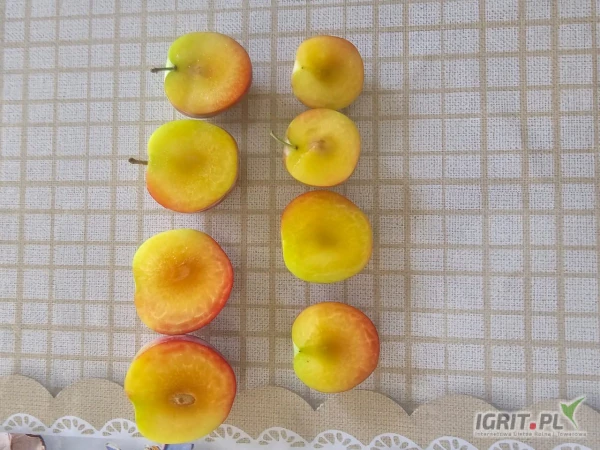 /images/posts/2025/06/2018841/XVwvimzCVoE7DHiZCw60YaPTbJpDxF8JJSZbHc8e.jpeg