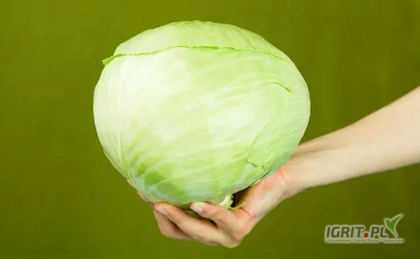 /images/posts/2025/05/2007471/bDY9di2woWdoPOOoui3tNcvLbrivhf3c7AWqdVd9.jpeg