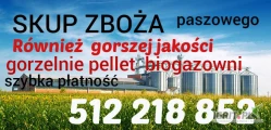 Kupię zboże gorszej jakosci niepełnowartościowe z zapachem,porażone.zanieczyszczone Szybki odbiór gotówka po załadunku Fv. 512 218...