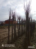 Sprzedam Klon Globosum
