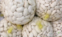 Fasola jaś biała pakowana w woreczki 1kg lub 5kg. Towar ładny czysty.