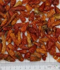 Papryka chilli Bird Eyes Piri Piri
